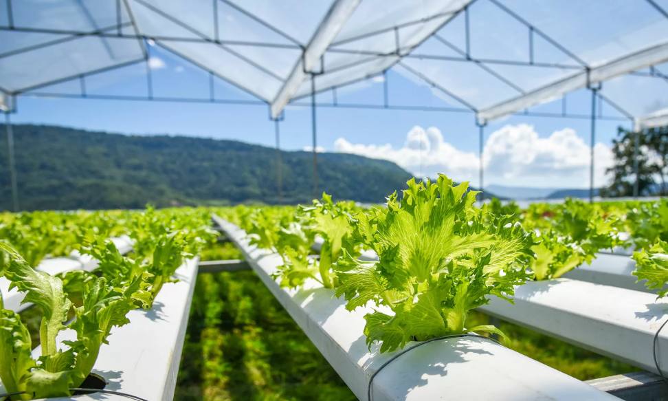 The Future of Agriculture: Vertical Farming and Aeroponics